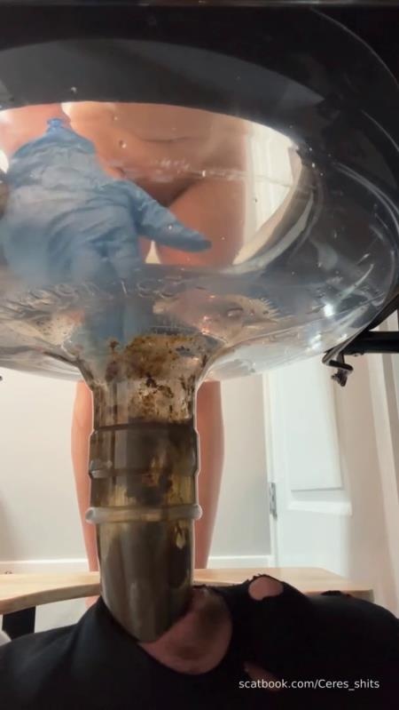 24 Minutes of Daily Toilet Slave Destruction P1 2026 (SD)